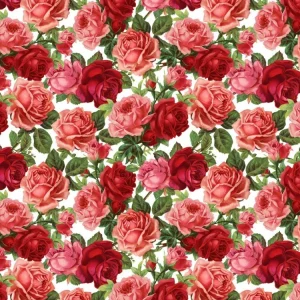 Roses 23
