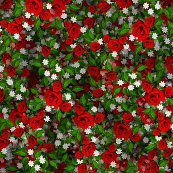 Roses 20