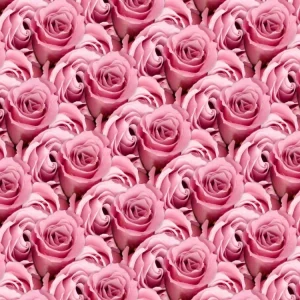 Pink Roses 22
