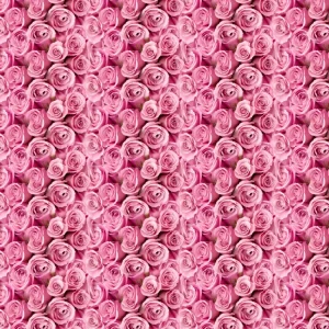Pink Roses 21