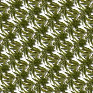 Kush Jungle 23