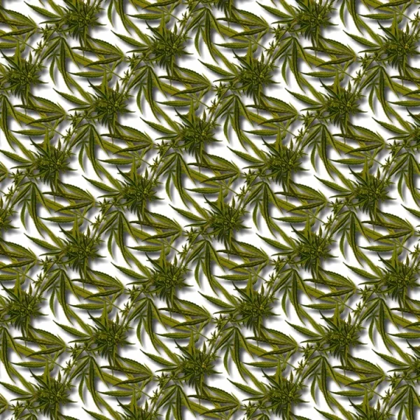 Kush Jungle 23