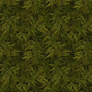 Kush Jungle 22