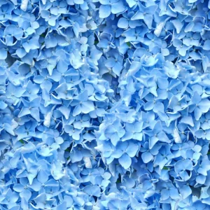 Hydrangea 22