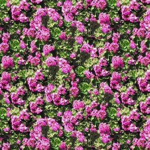 Geraniums