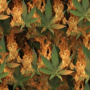 Ganja Fire 23