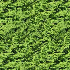 Fern Fields 22