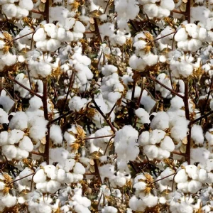Cotton 22