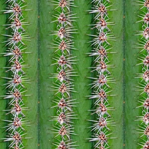 Cactus Spikes