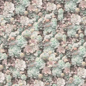 Cactus Flowers 22