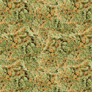 Bud 24 Camouflage Bud 24 Camouflage