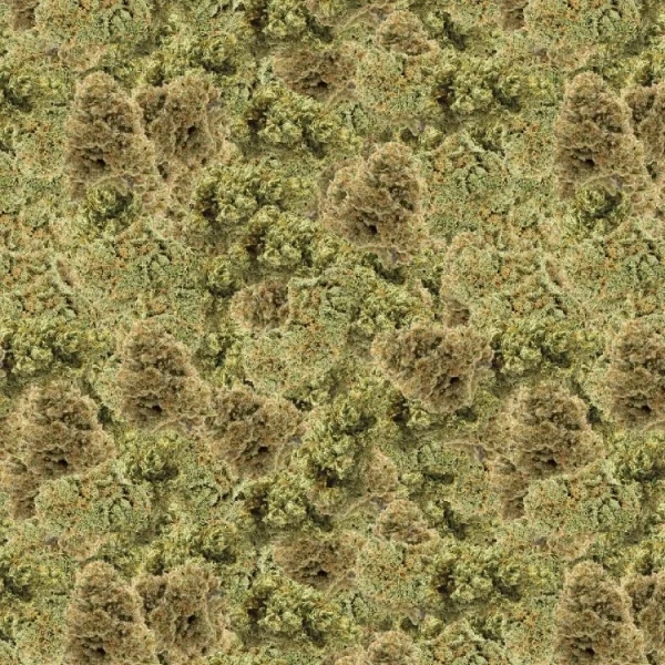 Bud 22 Camo
