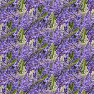 Blue Bonnets 24