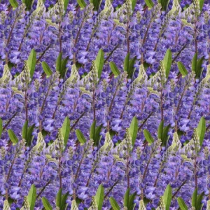 Blue Bonnets 23