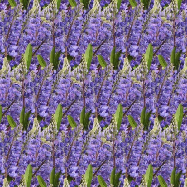 Blue Bonnets 23