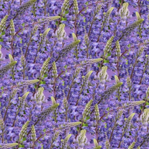 Blue Bonnets 22