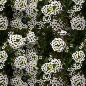 Baby’s Breath Flowers