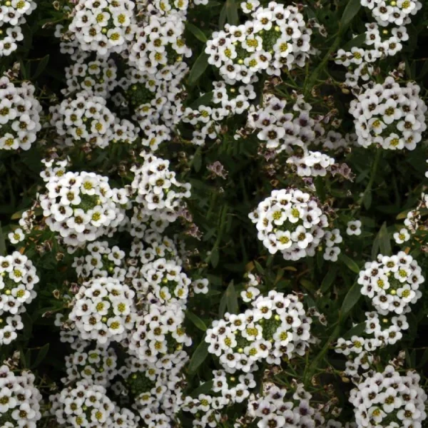 Babys Breath Flowers