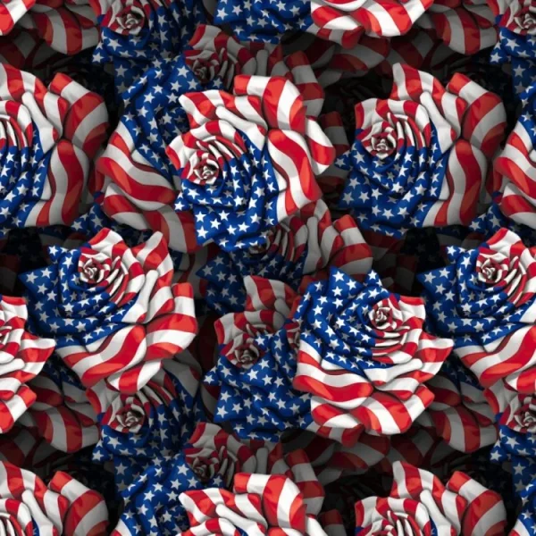 American Flag Rose