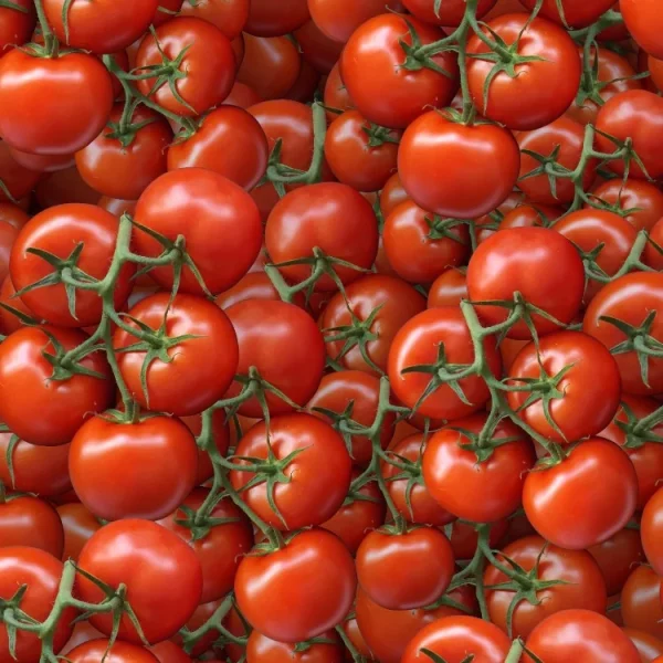Tomatoes 23