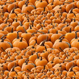 Pumpkins 22