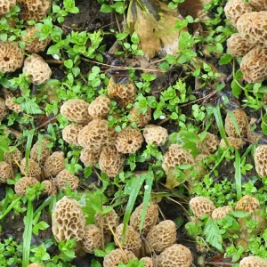 Morel Mushrooms 23