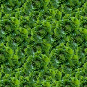 Kale 22