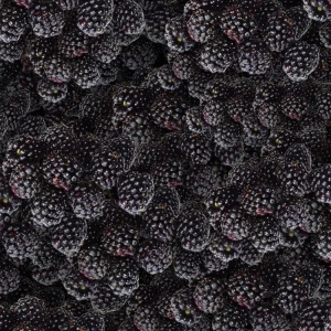 Black Berries 22