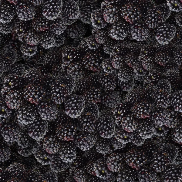 Blackberries 22