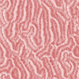 Coral 27