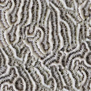 Coral 25