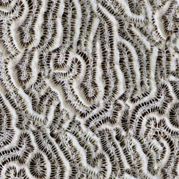 Coral 25