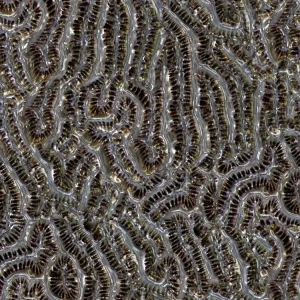 Coral 24
