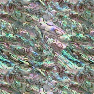Abalone 26