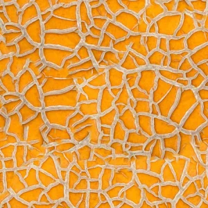 Cantaloupe 22