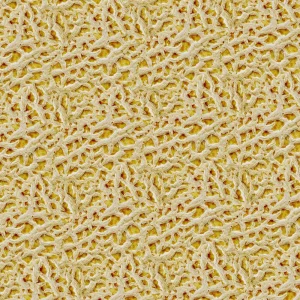 Cantaloupe 24