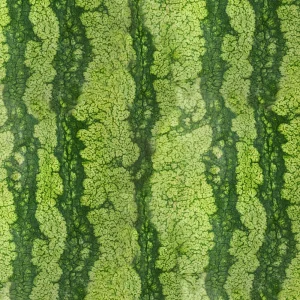 Watermelon Rind 22