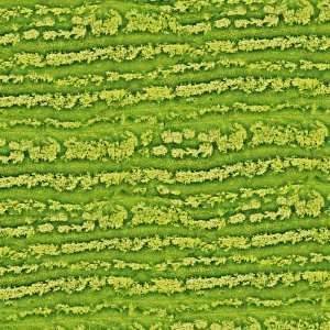 Watermelon Rind 23