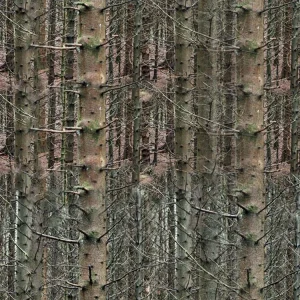Dense Fall Forest 22