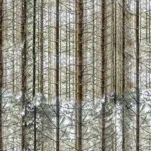 Dense Fall Forest 23