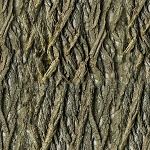Willow Bark 24