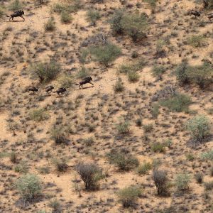 African Wildebeest Camouflage African Wildebeest Camouflage