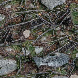 Rocky Ground Camouflage Rocky Ground Camouflage