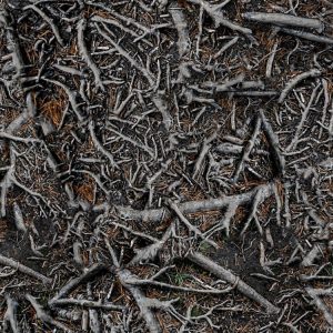 Roots Camouflage Roots Camouflage