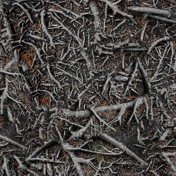A dense network of intertwined tree roots covers the ground. The roots twist and turn over dark soil, with occasional small patches of green moss and brown pine needles scattered throughout.