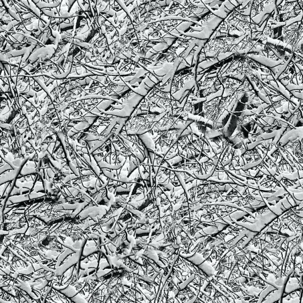 A dense network of tree branches covered in snow, creating an intricate pattern of intersecting lines and textures. The snowy branches, intertwined closely, contribute to a monochrome, almost abstract appearance.