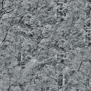 Dark Forest Background