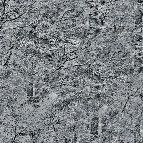 Dark Forest Baground