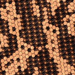 Gila Monster Skin 22