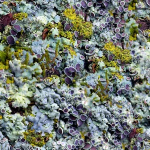 Purple Fungus
